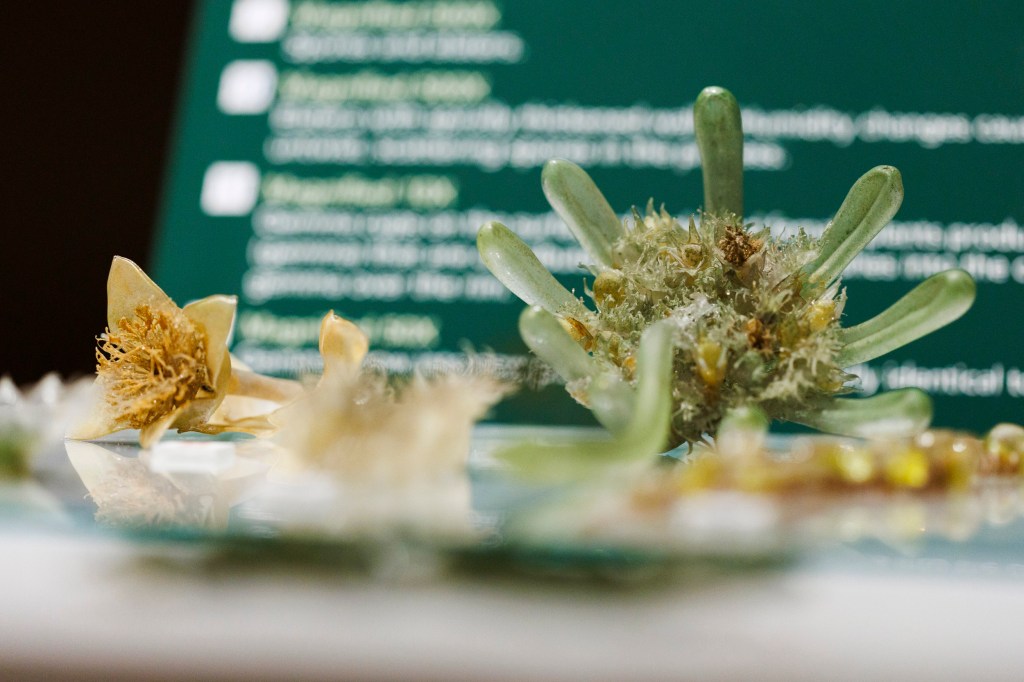 Capsule of the umbrella liverwort, Marchantia polymorpha, emitting spores and sterile threads (left, magnified 50X). These capsules develop on the underside of the female umbrella-like structures of the liverwort (right, magnified 12X).