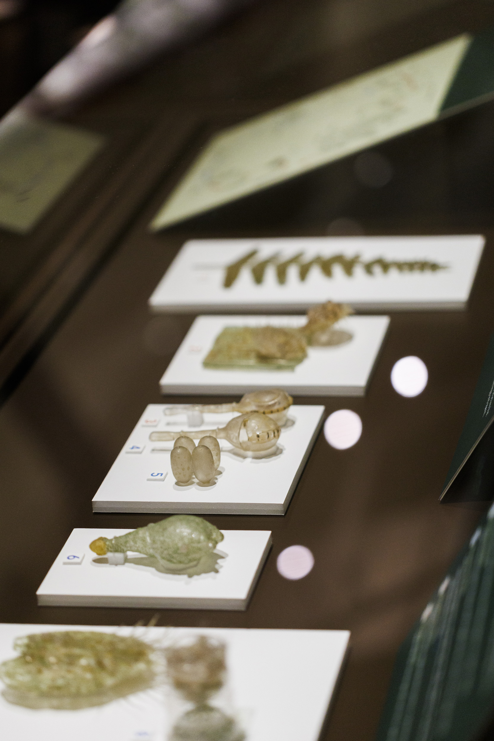 Life size fern leaf and several magnified detail models of the male fern, Dryopteris filix-mas.