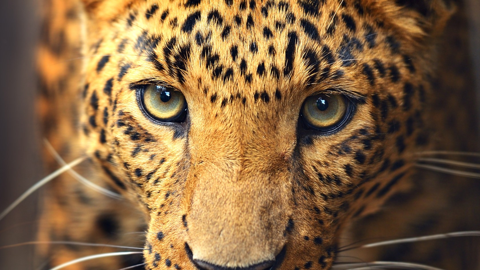 Portrait of leopard. 