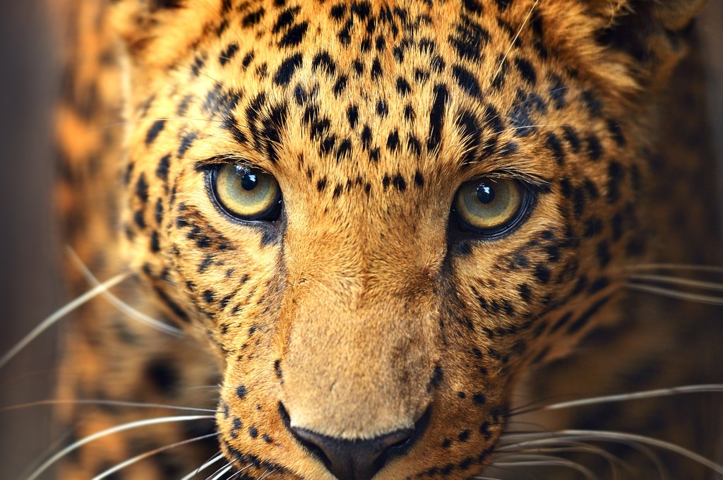 Leopard portrait