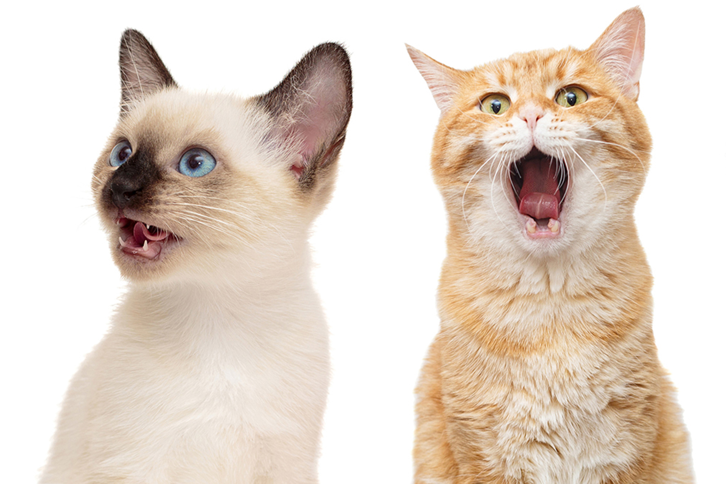 So why does Mr Whiskers meow? Harvard Gazette