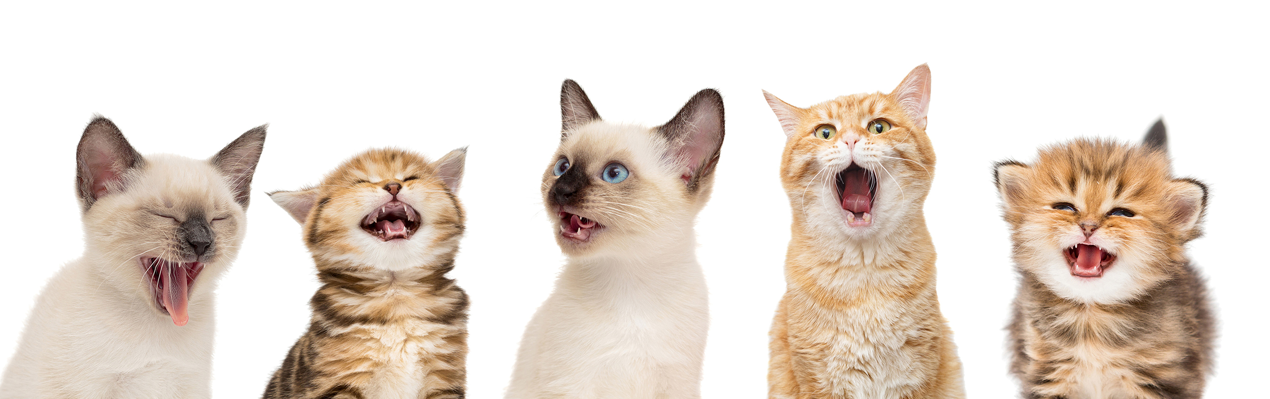 Portrait of five meowing kittens on a white background.