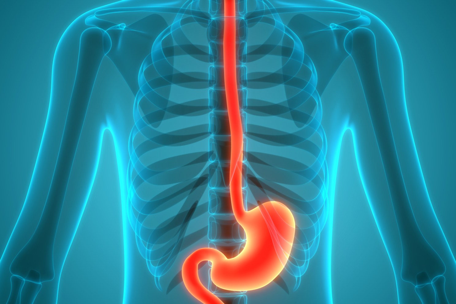 Illustration of Upper GI tract.