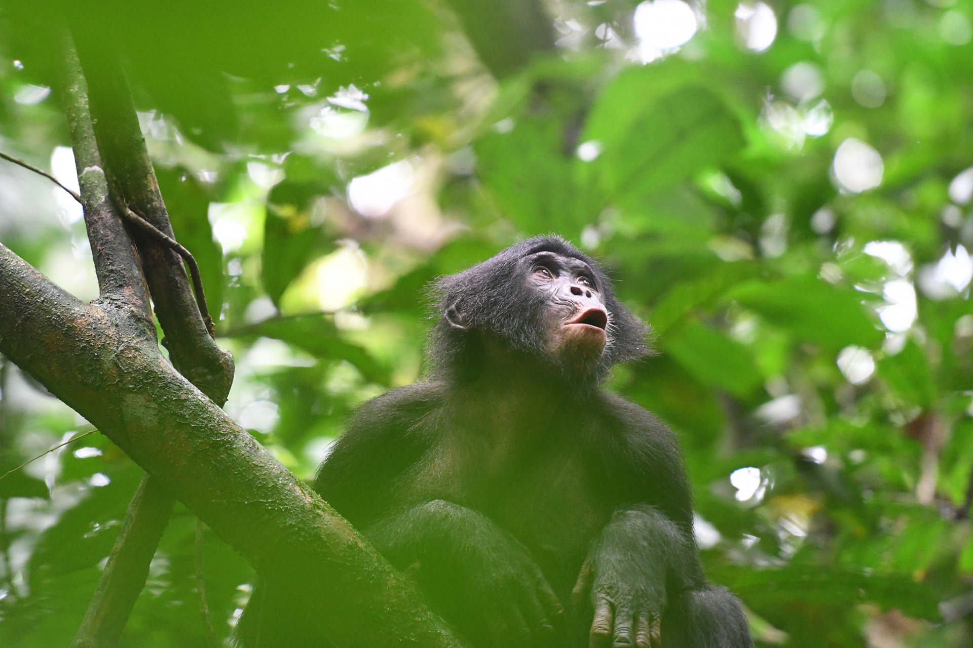 Bonobo vocalizing.