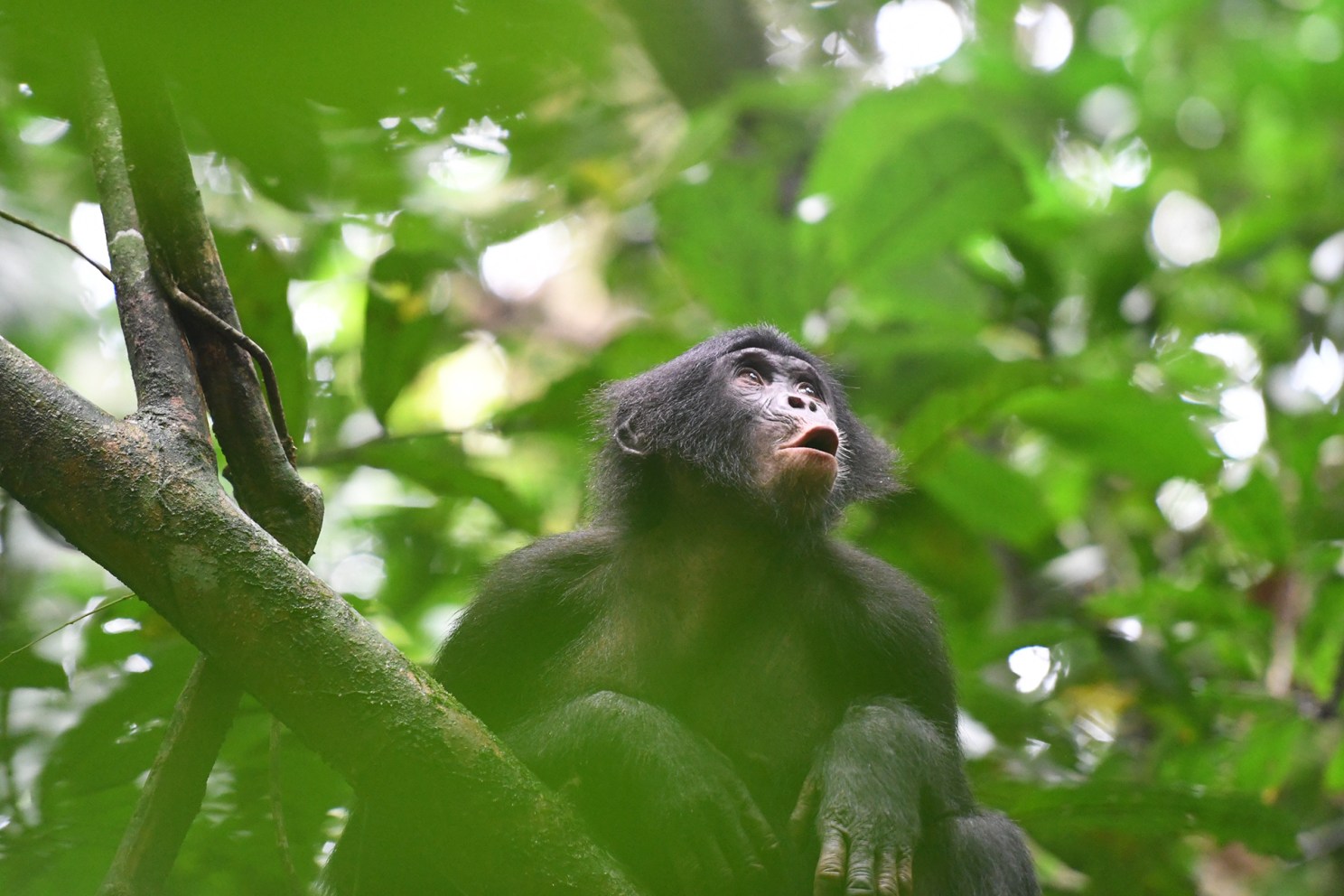 Bonobo vocalizing.