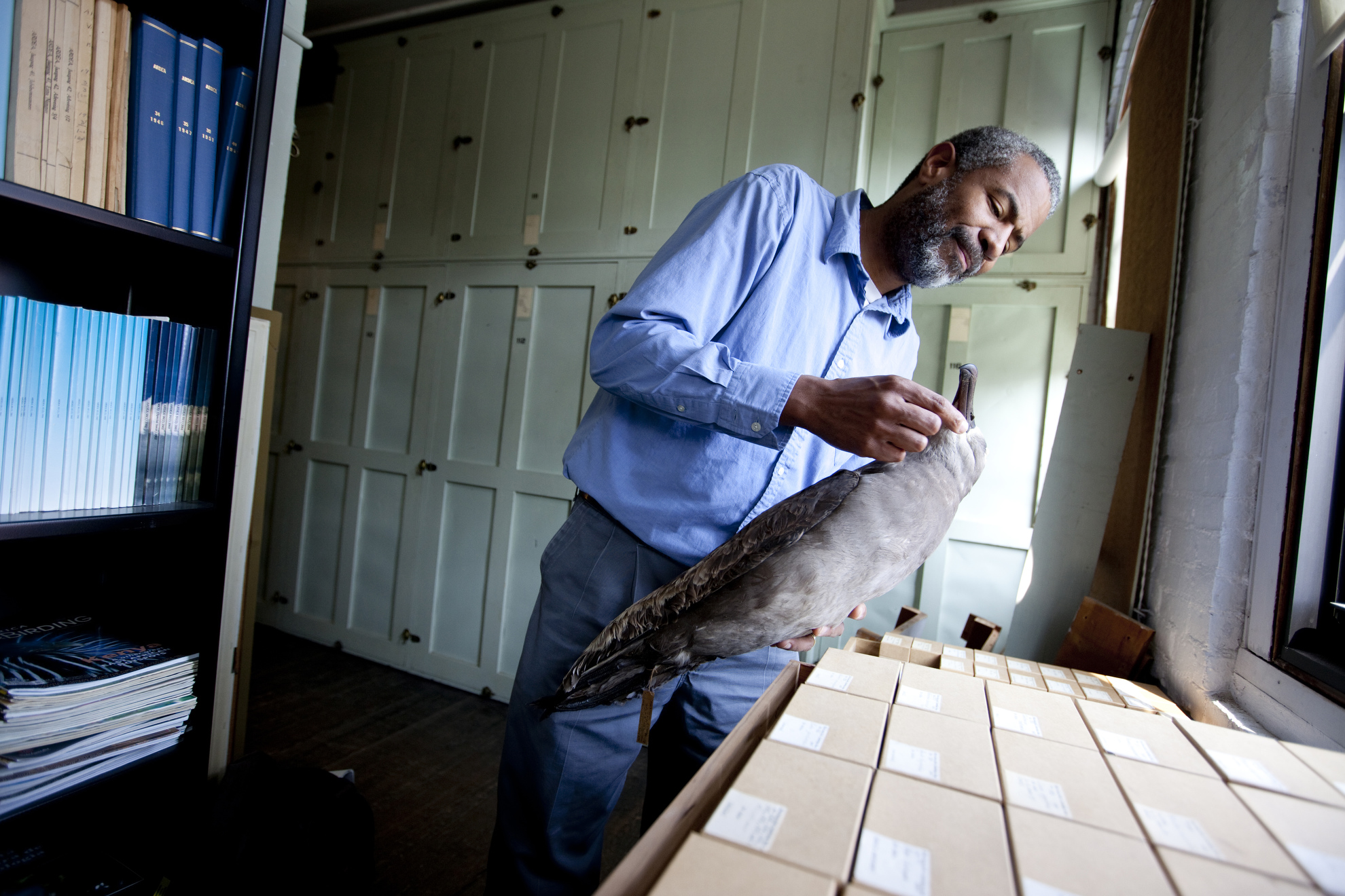 Scott Edwards researches albatross specimens to look at mercury poisoning over time of the species.