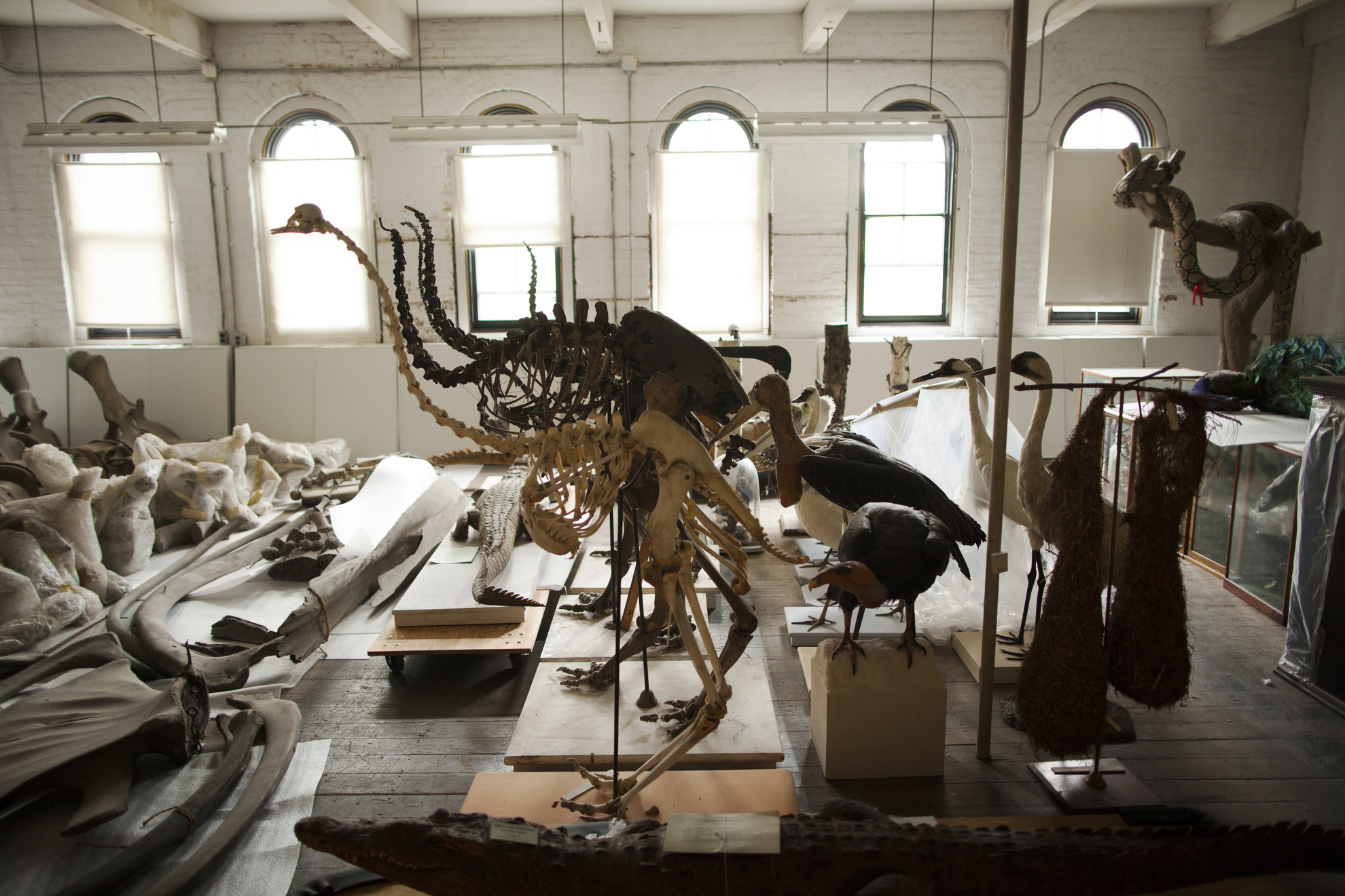 The collection from the Museum of Comparative Zoology is pictured in storage.