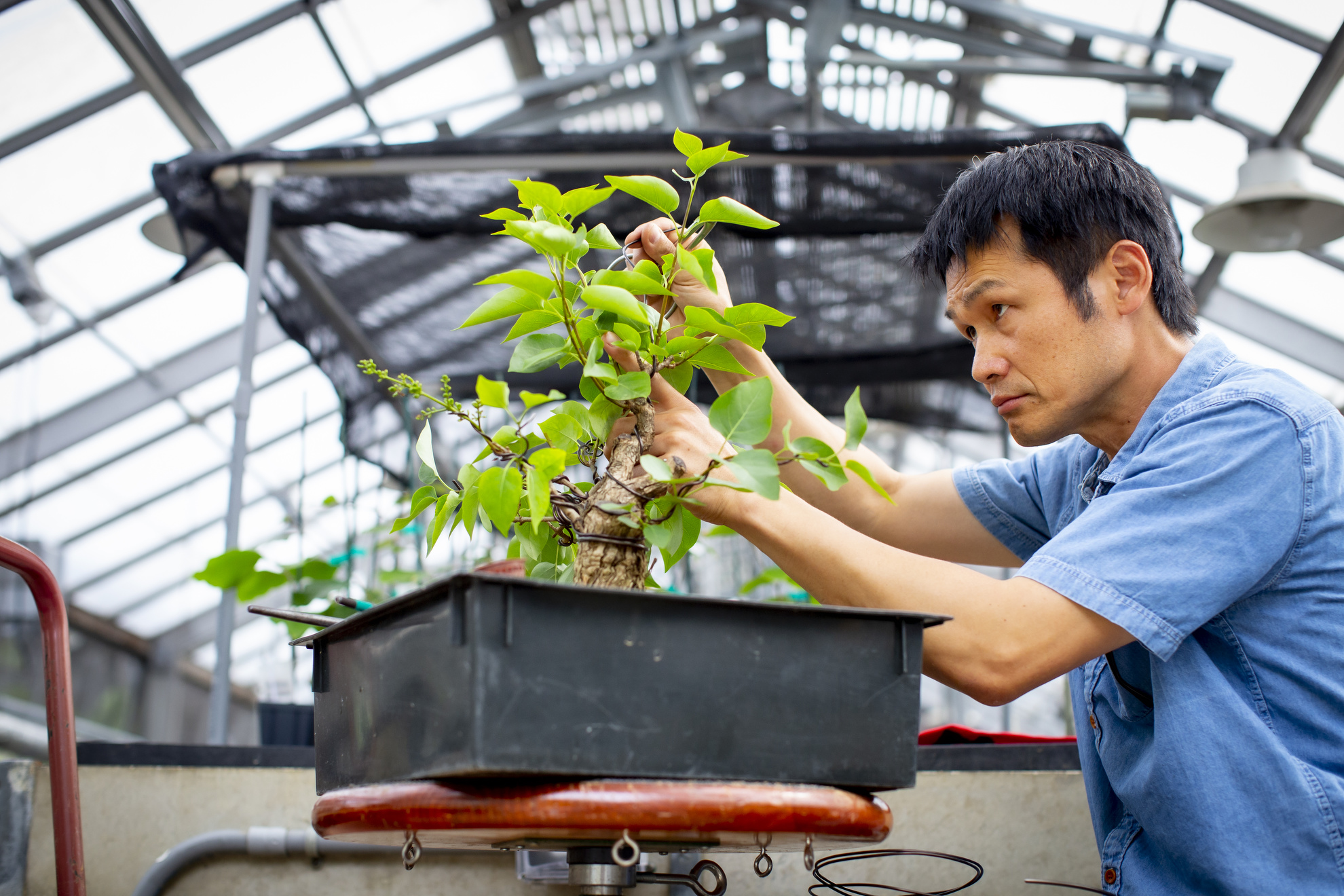 Jun Imabayashi prunes a lilac plant in the bonsai collection at the Arnold Arboretum.