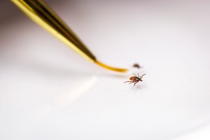 tick