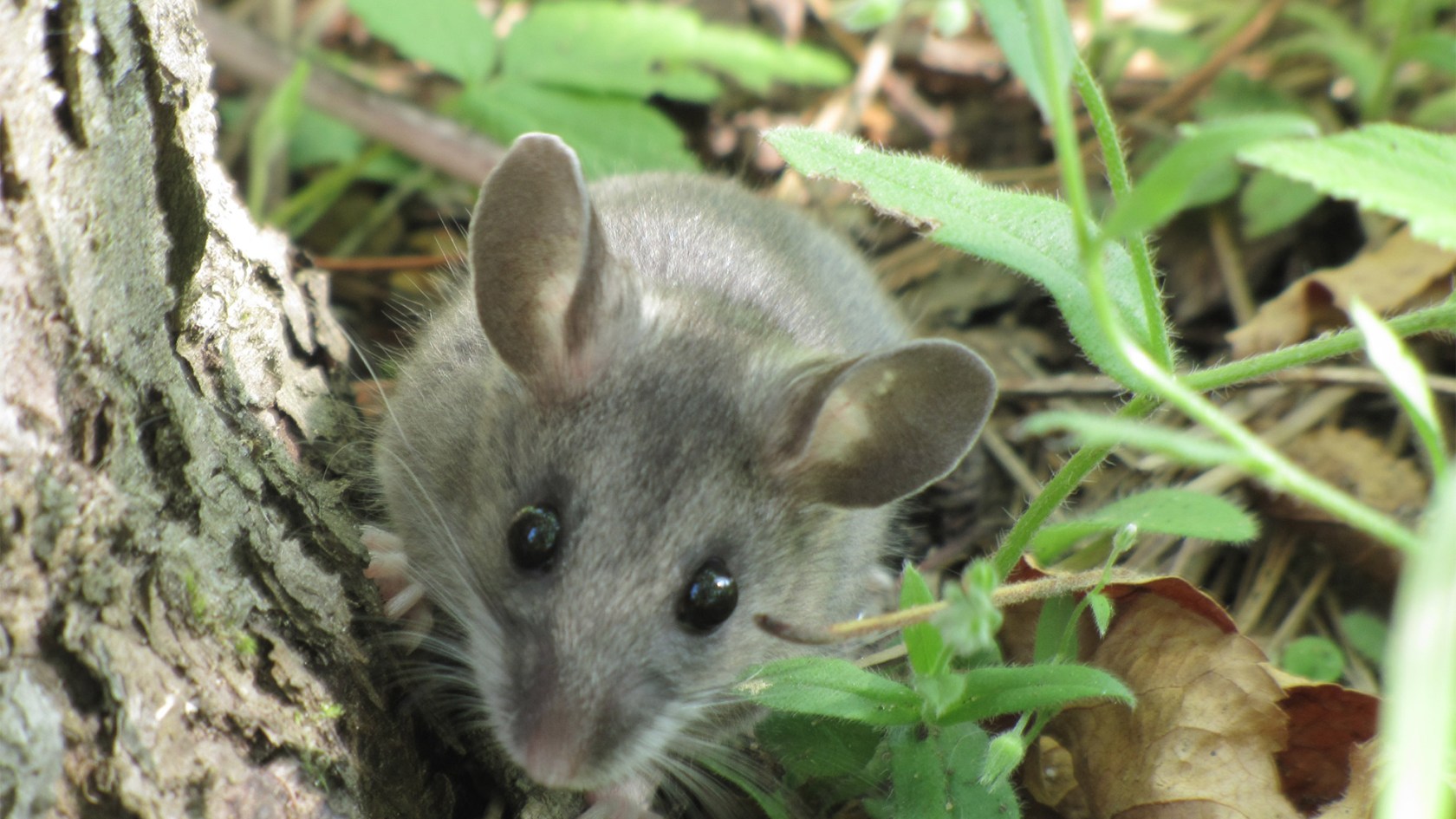 Deer Mouse (Peromyscus maniculatus)   