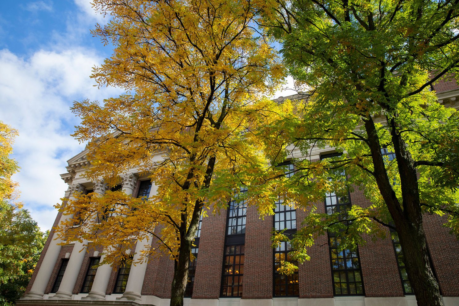 Trees frame The Widener Library in Harvard Yard 