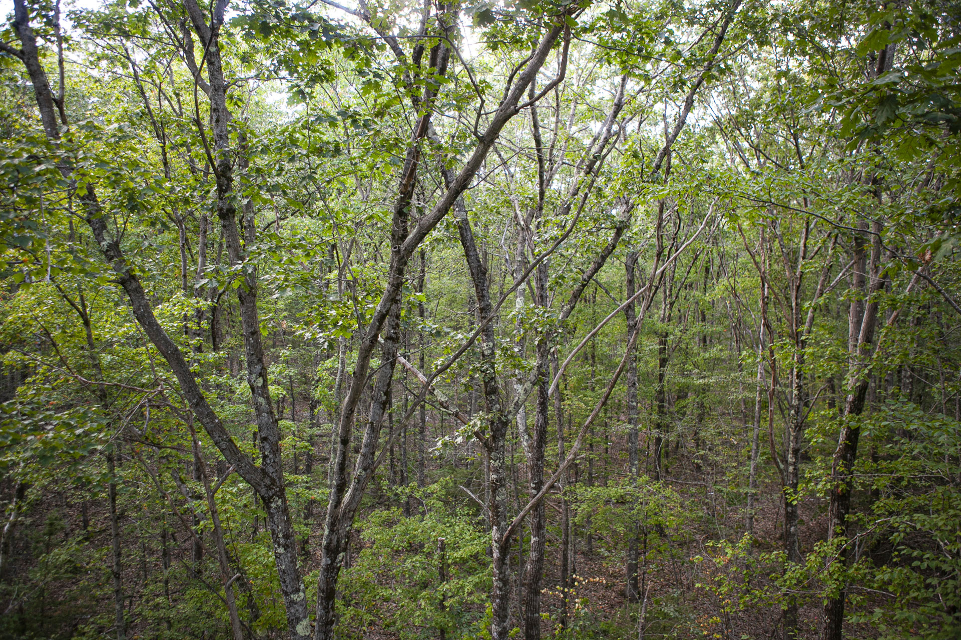 Trees.