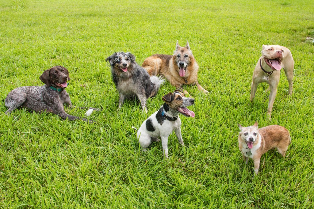 Different kinds of dogs playing in a park.