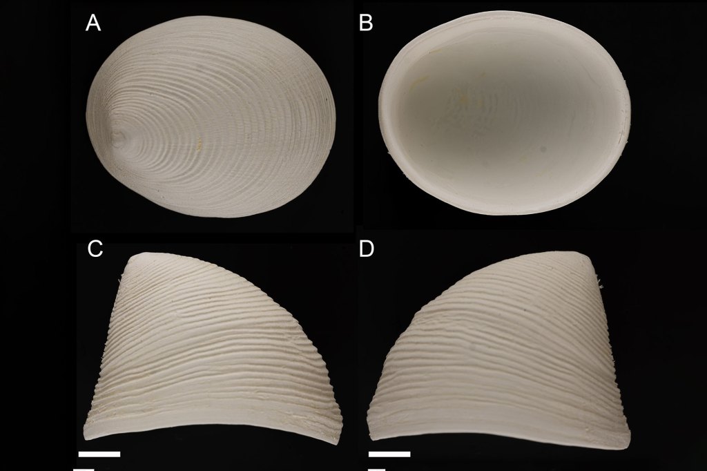 Holotype shell.