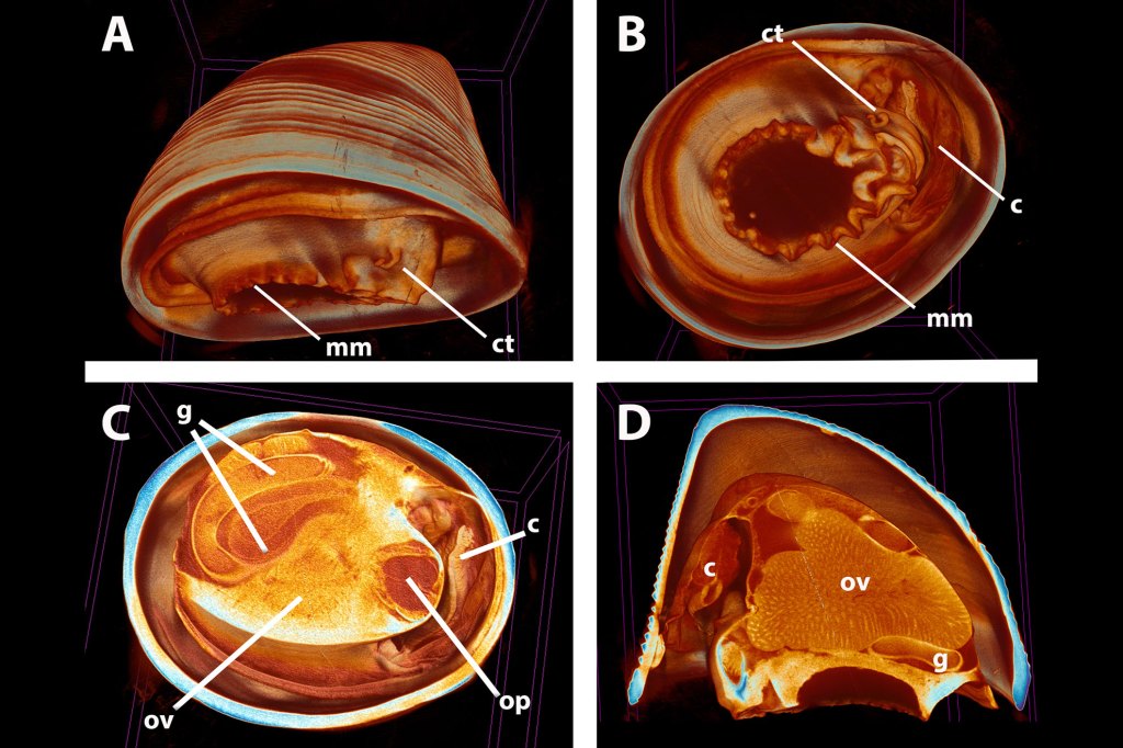 Anatomy of a limpet.