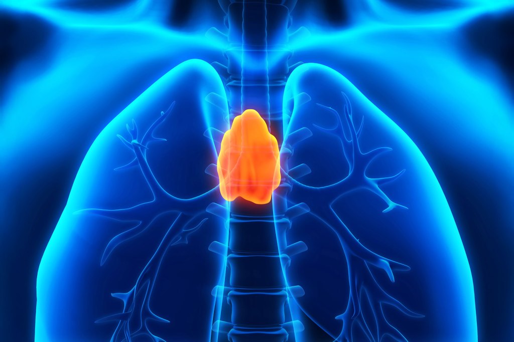 Human Thymus.